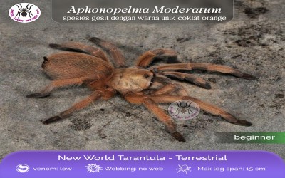APHONOPELMA MODERATUM FEMALE  TARANTULA